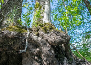 Suda eski ağaç gövdeleri olan yaz manzarası, suda soyut yansımalar.