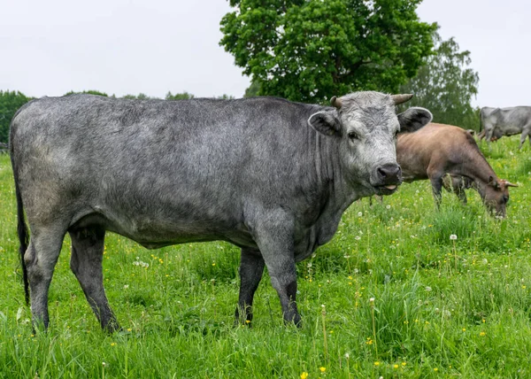 Summer Landscape Herd Cows Green Meadow — Stock Photo, Image