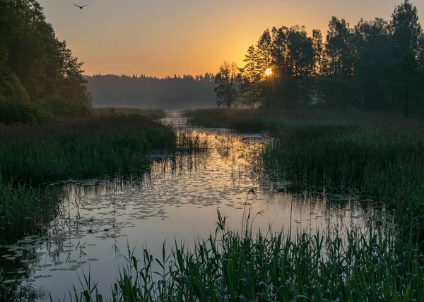 Tidigt Morgonen Landskap Med Sjö Grönt Gräs Förgrunden Soluppgång Sjön — Stockfoto