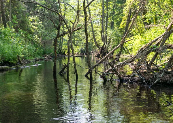Vista Pequeno Rio Marrom Árvores Caem Água Baixo Rio Calma — Fotografia de Stock