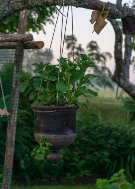 Bir dalda asılı güzel bir çömlek, bahçe dekoru, yaz mevsimi