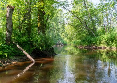 Orman nehir yansıması manzaralı yaz manzarası, yeşil orman nehir manzarası