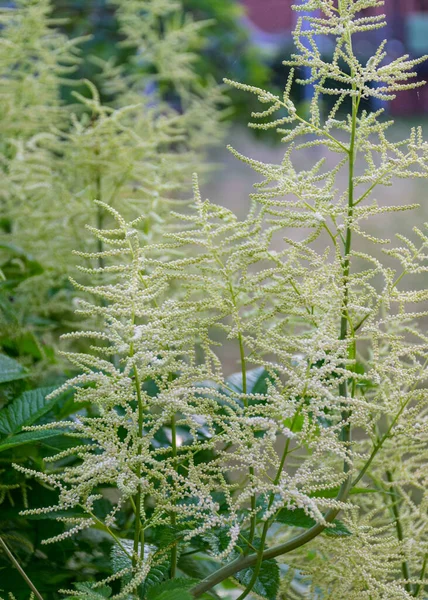 Bild Mit Weißen Blütenfragmenten Sommergarten — Stockfoto