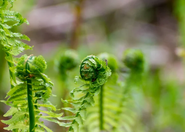 Eğreltiotu Yaprağı Arka Planı Genç Yeşil Eğreltiotu Filizleri Polipodiophyta Bahar — Stok fotoğraf