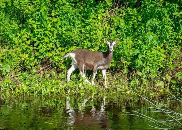 川の岸に小さなヤギがいる緑の夏の風景渡し船を見ているヤギ — ストック写真