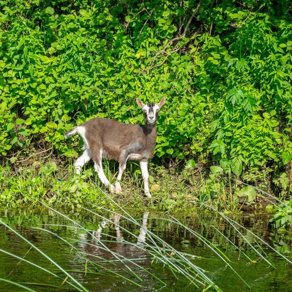 川の岸に小さなヤギがいる緑の夏の風景渡し船を見ているヤギ — ストック写真