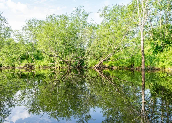 Zielony Letni Krajobraz Małą Leśną Rzeką Niską Rzeką Spokój Letni — Zdjęcie stockowe
