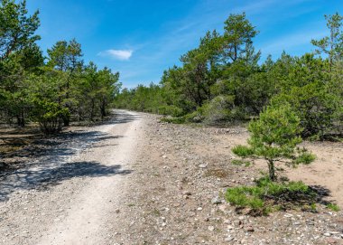 Saaremaa, Estonya 'daki Harilaiu yarımadasından geleneksel manzaralı güneşli yaz manzarası