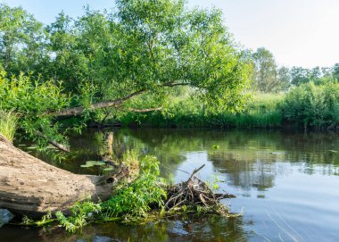 Küçük bir orman nehri olan yeşil yaz manzarası, sudaki eski ağaç gövdeleri, alçak nehir sakinliği, yaz ormanı nehir yansıması manzarası.