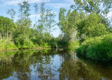 Küçük bir orman nehri olan yeşil yaz manzarası, alçak nehir sakinliği, vahşi nehir yansıması manzarası.