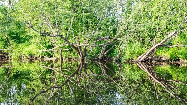 Zelená Letní Krajina Malou Lesní Řeka Nízká Řeka Klid Léto — Stock fotografie