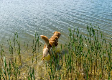 Kahverengi ve mutlu bir köpekle güneşli yaz manzarası. Köpek gölün kıyısında oynuyor.