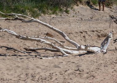 Kökleri olan beyaz, kuru bir ağaç ve küçük taşları olan sarı kumdaki kuru deniz yosunu. Kısa yeşil çimenler. Mavi gökyüzü, Harilaid Doğa Koruma Alanı, Estonya, Baltık Denizi