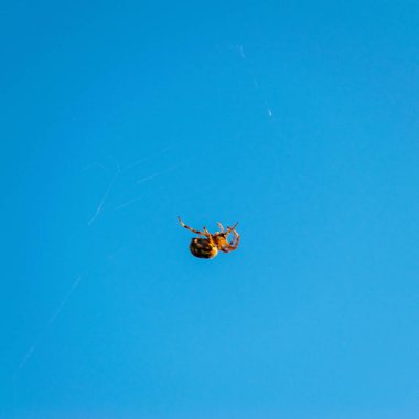 Mavi arkaplanda örümcekli fotoğraf