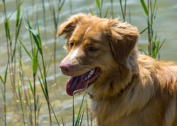 Sunny Summer Landscape Brown Happy Dog Dog Plays Shore Lake — Stock Photo, Image