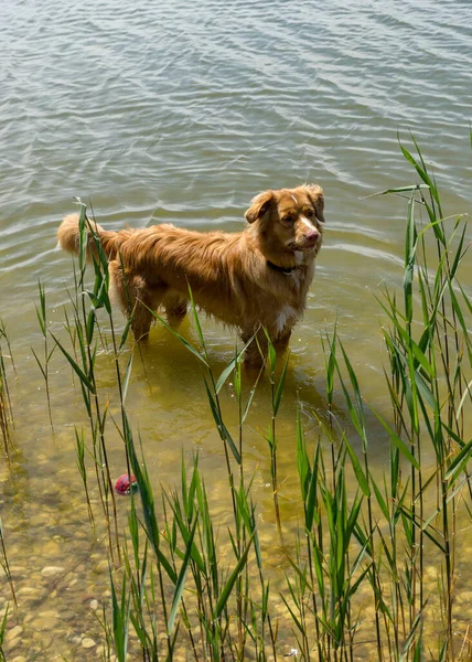 茶色で幸せな犬がいる晴れた夏の風景 犬は湖の岸で遊ぶ — ストック写真
