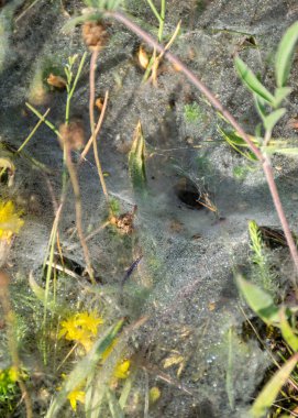 Sabahın ilk ışıklarıyla Saaremaa 'daki bir adanın deniz kıyısında çekilmiş güzel bir örümcek ağıyla fotoğraf.