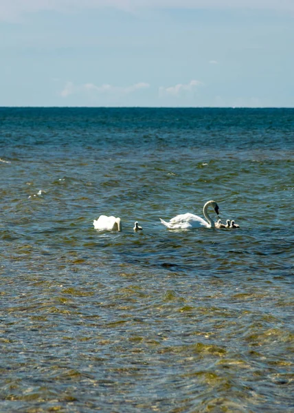 Rodzina Łabędzi Morzu Tradycyjny Krajobraz Morski Saaremaa Wyspa Saaremaa Półwysep — Zdjęcie stockowe