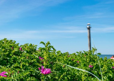 Geleneksel güneşli yaz manzarası kumlu ve çakıl taşlı, yeşil kum tepecikli çimenler, arka planda terk edilmiş Kiipsaare deniz feneri, Harilaid Doğa Rezervi, Estonya, Baltık Denizi
