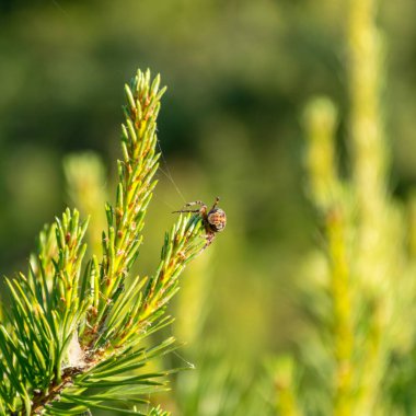 Mavi arkaplanda örümcekli fotoğraf