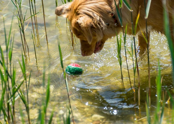 Soligt Sommarlandskap Med Brun Och Glad Hund Hunden Leker Stranden — Stockfoto