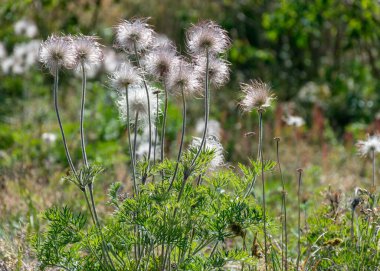 Güzel bir yaz günü, Saaremaa adasının çiçekli kıyıları, Harilaid doğa rezervi, Estonya, Baltık Denizi