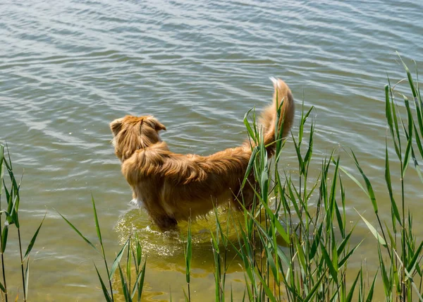 茶色で幸せな犬がいる晴れた夏の風景 犬は湖の岸で遊ぶ — ストック写真