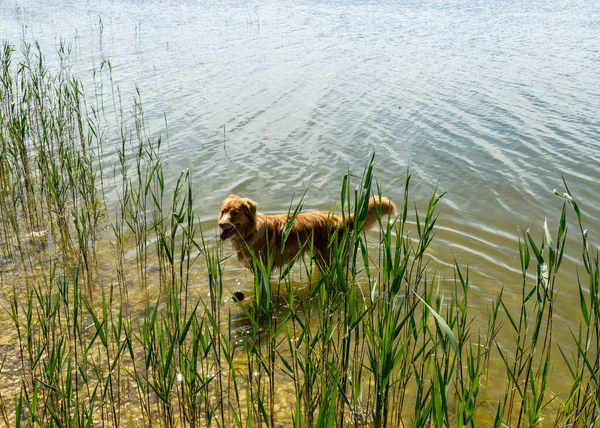 茶色で幸せな犬がいる晴れた夏の風景 犬は湖の岸で遊ぶ — ストック写真