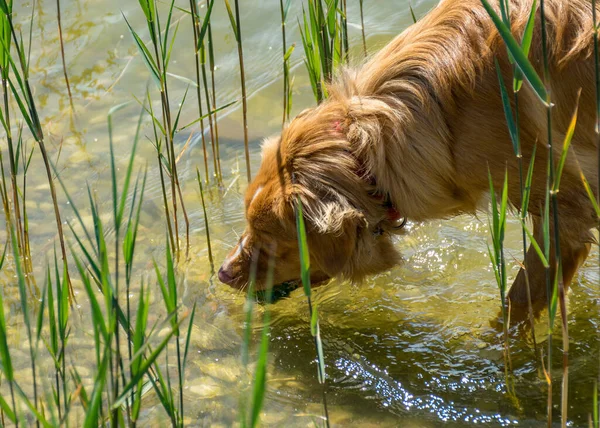 茶色で幸せな犬がいる晴れた夏の風景 犬は湖の岸で遊ぶ — ストック写真