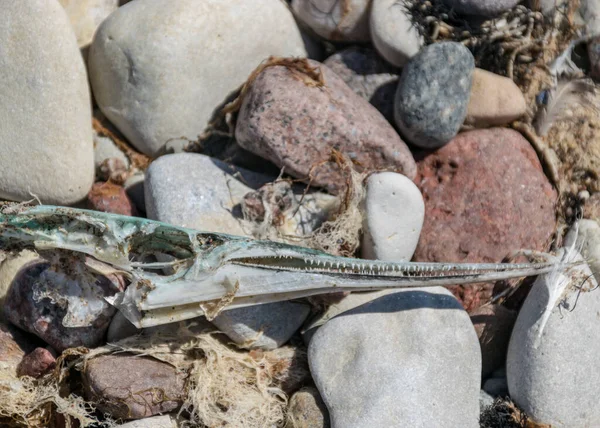 Foto Con Frammenti Scheletro Pesce Morto Uno Sfondo Ciottoli Costa — Foto Stock