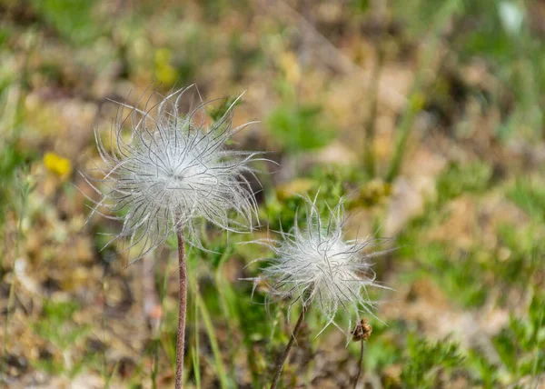 Vacker Sommardag Med Blomstrande Kust Ösel Harilaid Naturreservat Estland Östersjön — Stockfoto