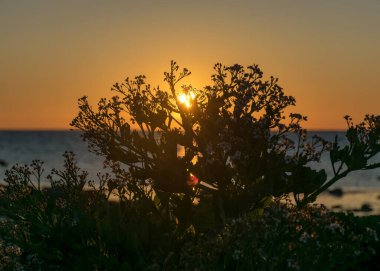Estonya 'nın Saaremaa, Undva Burnu, Tagamoisa yarımadasında yetişen deniz lahanası Crambe maritima ile güzel bir yaz günbatımı manzarası.