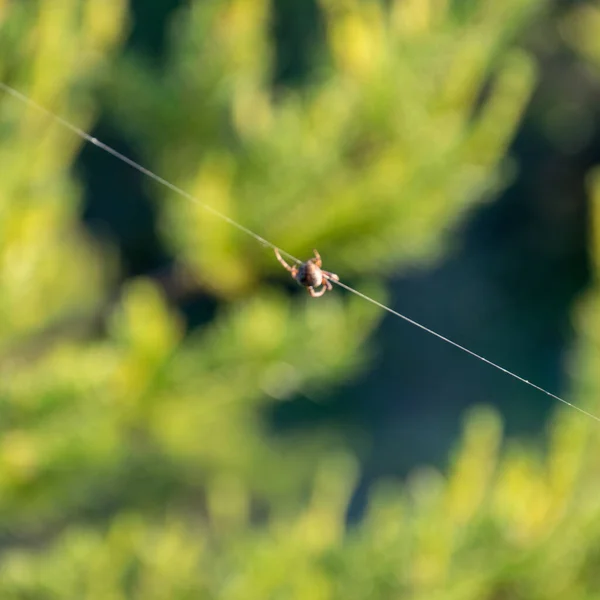 Fotografie Mit Einer Spinne Auf Blauem Himmel — Stockfoto