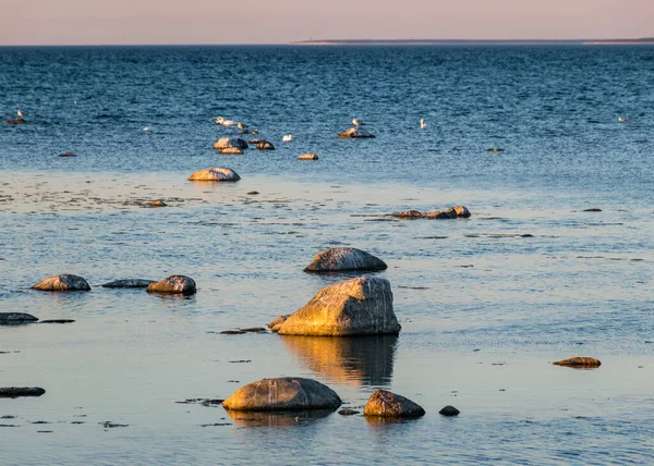 Hermoso Paisaje Del Atardecer Una Playa Rocosa Tradicional Isla Saaremaa —  Fotos de Stock