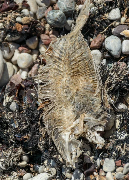 picture with dead fish skeleton fragments on a pebble background, Baltic Sea coast, Estonia