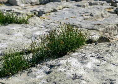 Kireçtaşı kayalıkları, Undva Burnu, Tagamoisa Yarımadası, Saaremaa Adası, Estonya