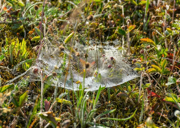 Fotózás Egy Gyönyörű Pókháló Fényképezett Hajnalban Tengerparton Egy Sziget Saaremaa — Stock Fotó