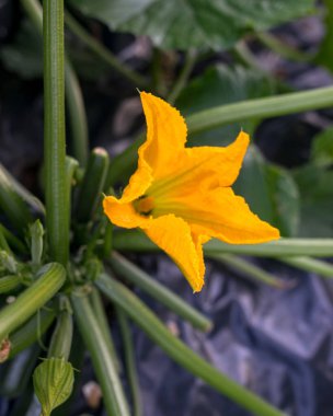 Yaz bahçesinde sarı kabak çiçekleri olan yaz manzarası