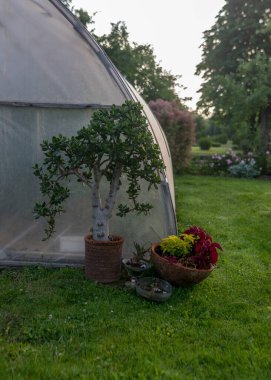 Bahçeden güzel bir yaz resmi, çiçek saksılarında dekoratif bitkiler, bahçe dekorasyonu, yaz bahçesi