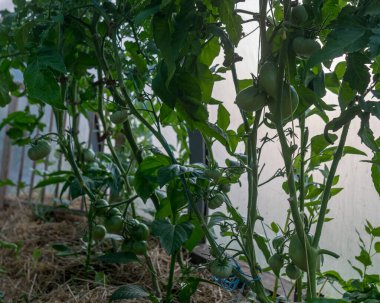 Serada yeşil domatesli fotoğraf, bulanık arka plan, yaz bahçesi.