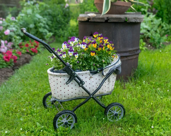 Bella Immagine Estiva Dal Giardino Piante Decorative Vasi Fiori Arredamento — Foto Stock