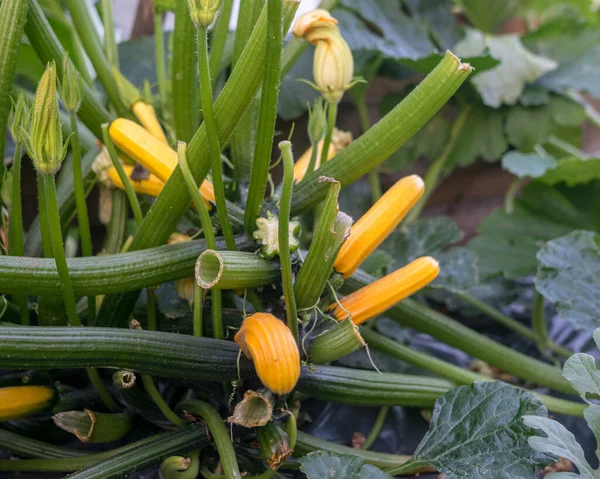 Sommerlandschaft Mit Gelben Zucchini Blüten Sommergarten — Stockfoto