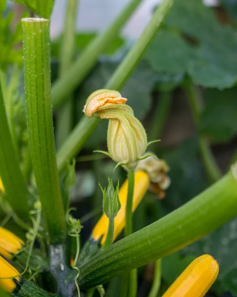 Sommerlandschaft Mit Gelben Zucchini Blüten Sommergarten — Stockfoto