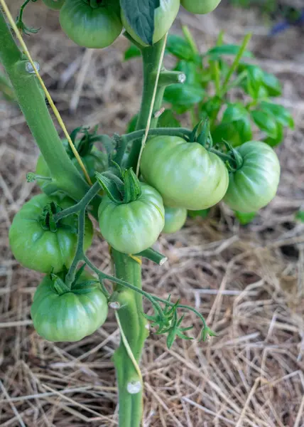 Photo Green Tomatoes Greenhouse Blurred Background Summer Garden — Stock Photo, Image