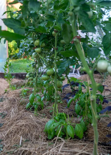 Zdjęcie Zielonymi Pomidorami Szklarni Rozmazane Tło Letni Ogród — Zdjęcie stockowe
