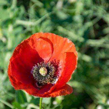 Parlak kırmızı gelincikli manzara, bulanık arka planda haşhaş yaprakları parçaları.