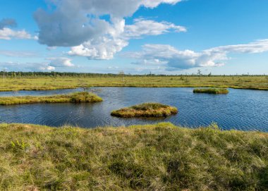 Beyaz kümülüs bulutlarının oluşturduğu geleneksel yaz manzarası. Parlak yeşil bataklık çimleri ve küçük bataklık çamları. Nigula bataklığı, Estonya