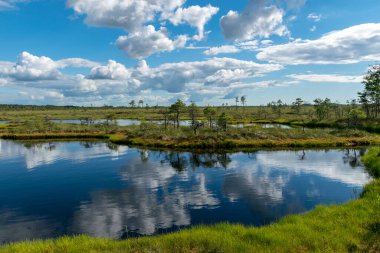 Bataklıktan gelen güneşli yaz manzarası, beyaz kümülüs bulutları karanlık bataklık sularını yansıtıyor. Parlak yeşil bataklık çimenleri ve gölün kıyısında küçük bataklık çamları. Nigula bataklığı, Estonya