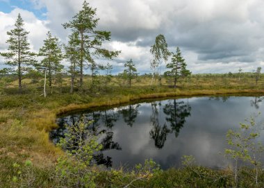 Bataklıktan gelen güneşli yaz manzarası, beyaz kümülüs bulutları karanlık bataklık sularını yansıtıyor. Parlak yeşil bataklık çimenleri ve gölün kıyısında küçük bataklık çamları. Nigula bataklığı, Estonya
