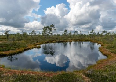 Bataklıktan gelen güneşli yaz manzarası, beyaz kümülüs bulutları karanlık bataklık sularını yansıtıyor. Parlak yeşil bataklık çimenleri ve gölün kıyısında küçük bataklık çamları. Nigula bataklığı, Estonya